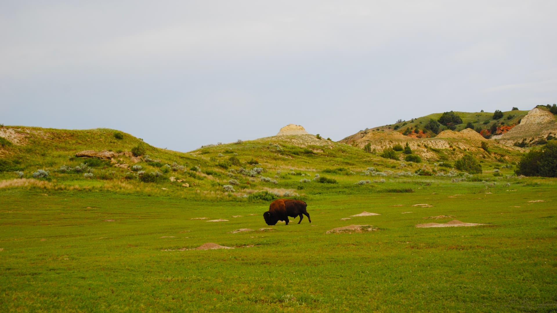 North Dakota: Bismarck and Bison