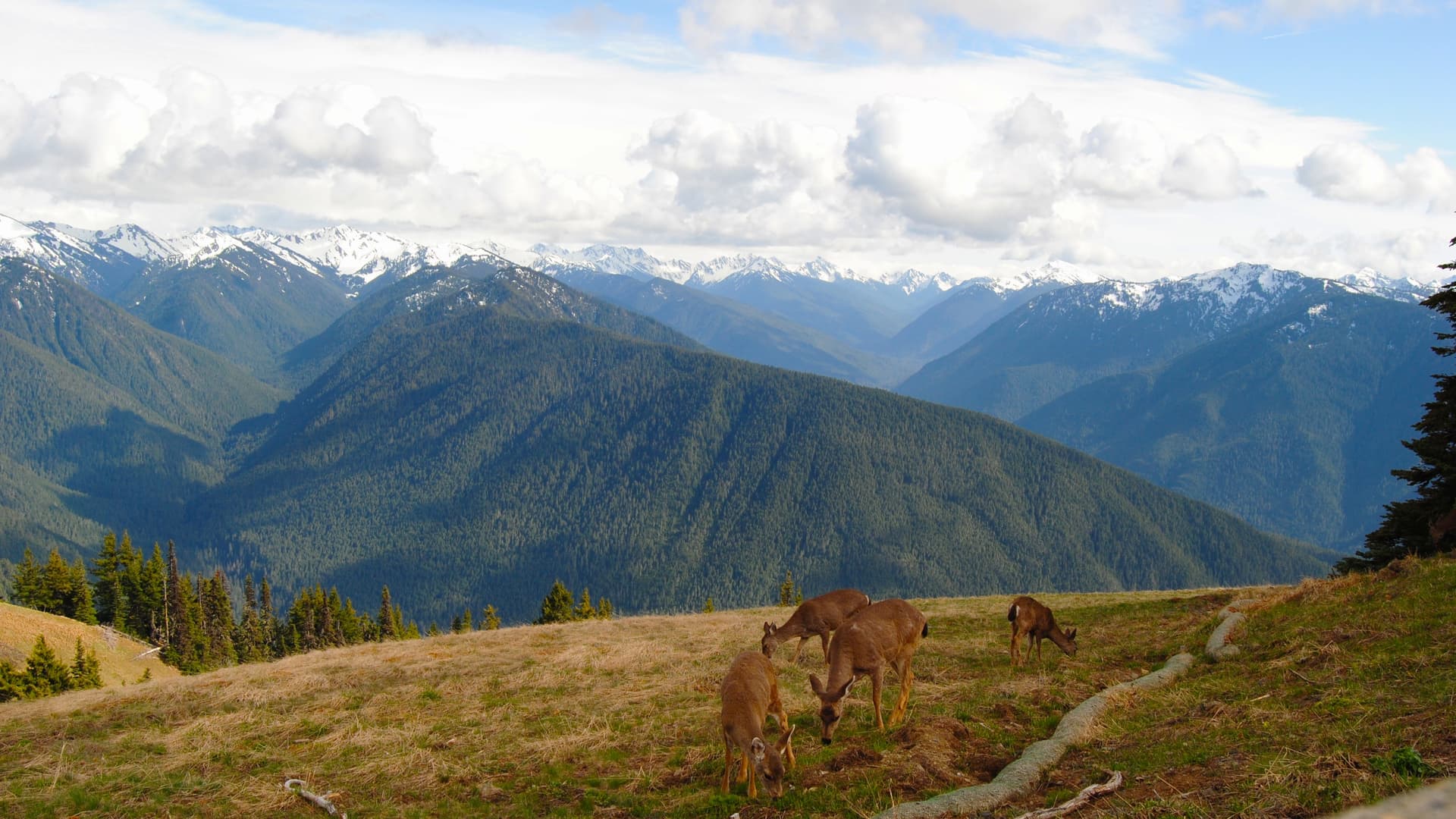 Westport, Port Angeles, and the Olympics